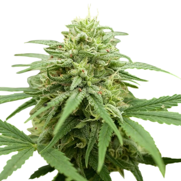 Pineapple Express #2 | PHOTOFEM | G13 Labs