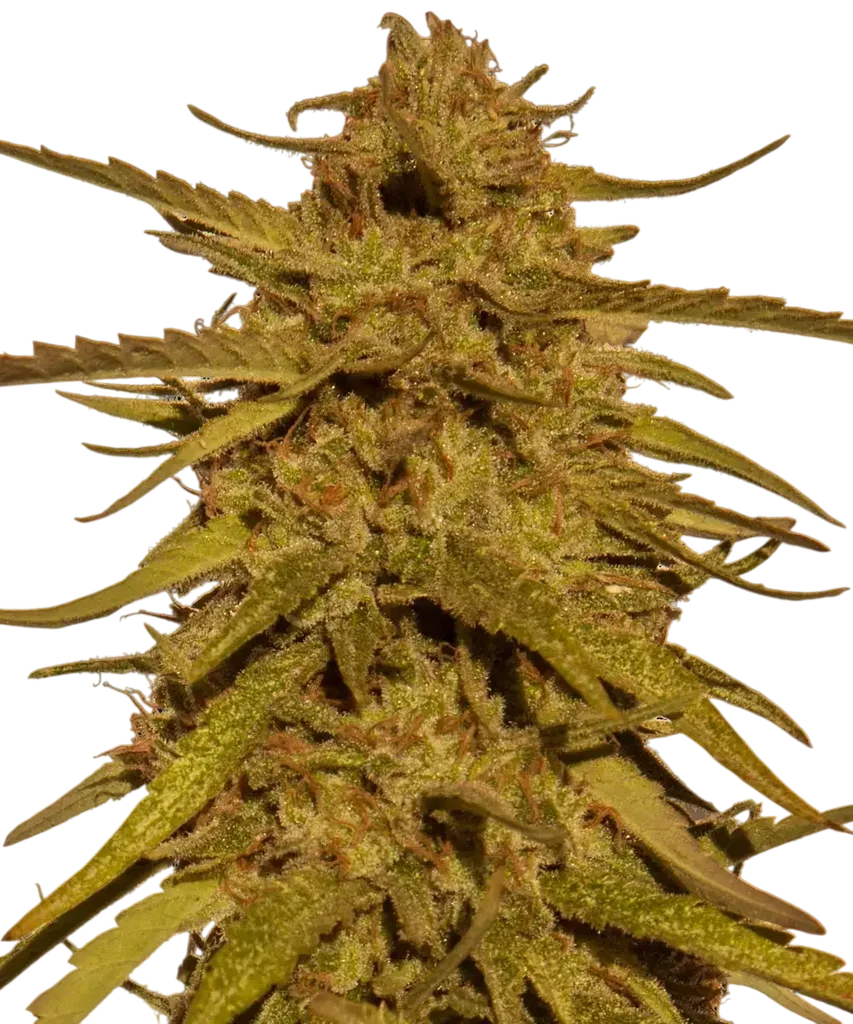 Pineapple Haze – Produktansicht