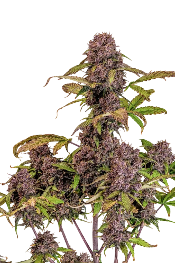 Lemon Cherry Cookies Auto – Produktansicht