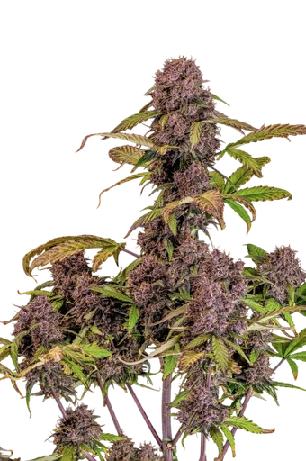 Lemon Cherry Cookies Auto