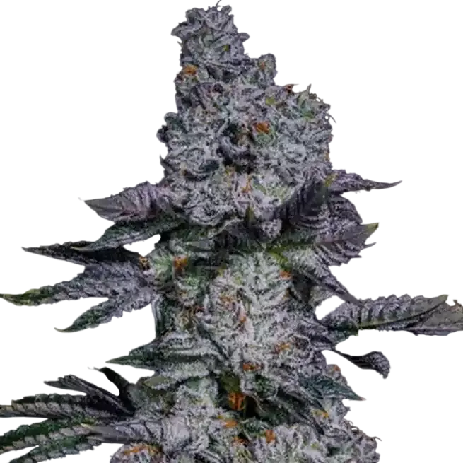 Pineapple Runtz Auto | AUTOFEM | Ethos Genetics