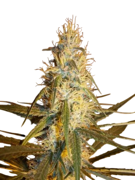 Pink Floyd | PHOTOREG | Mr. Nice Seedbank