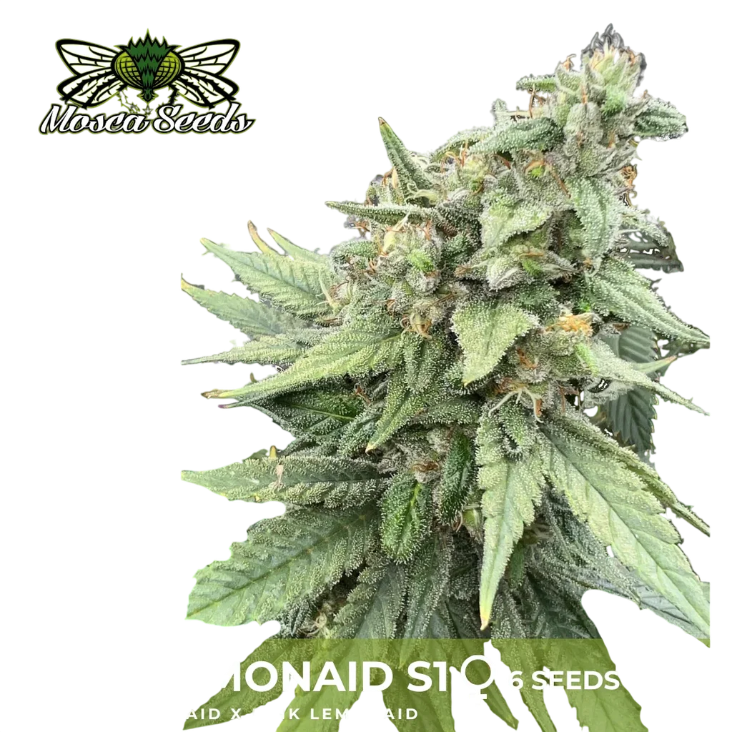 Pink LemonAid S1 – Produktansicht