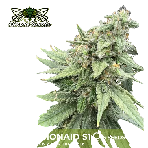 Pink LemonAid S1
