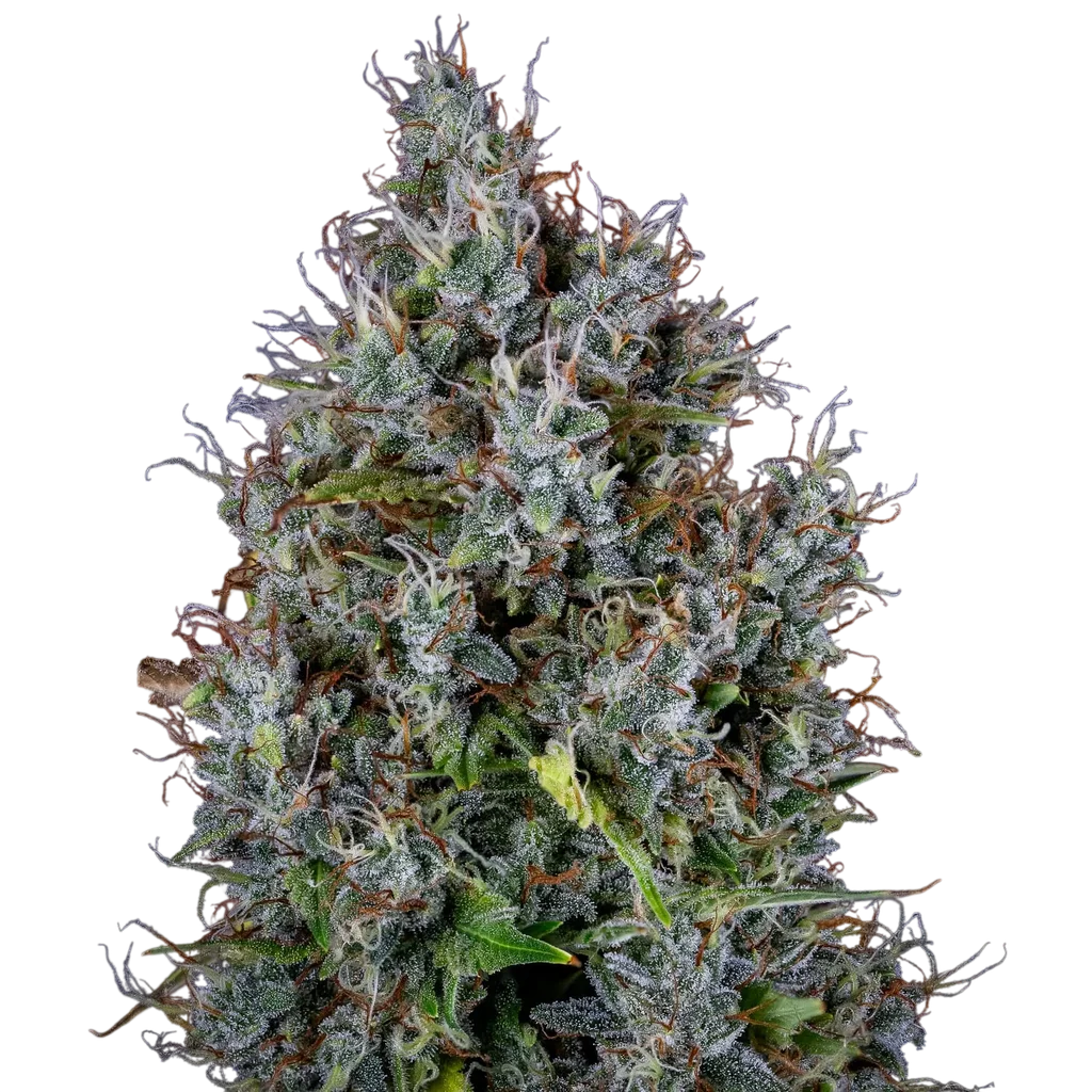 Pink Panama Auto – Produktansicht