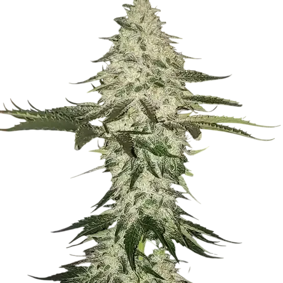 Planet of the Grapes Auto | AUTOFEM | Ethos Genetics