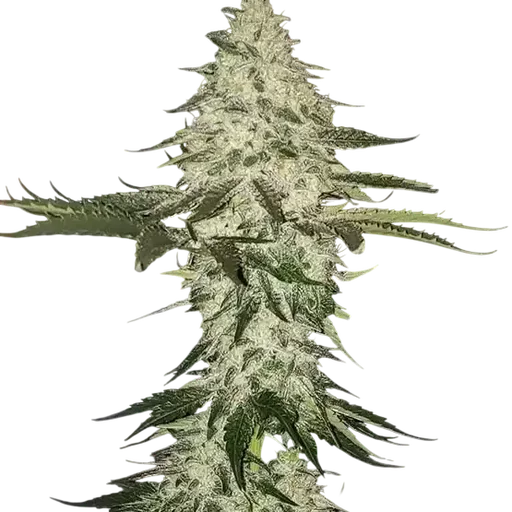 Planet of the Grapes Auto