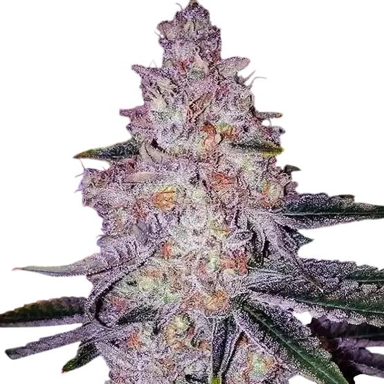Planet of the Grapes RBX | PHOTOFEM | Ethos Genetics