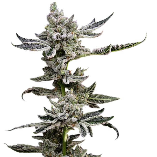 Platinum Affie 78 – Produktansicht