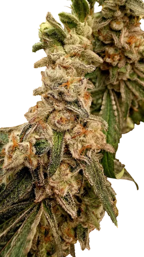 Platinum Capone