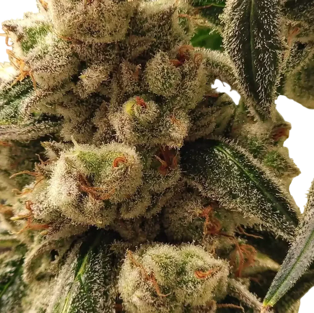 Pluto Cookies IBL Auto | AUTOFEM | Ethos Genetics