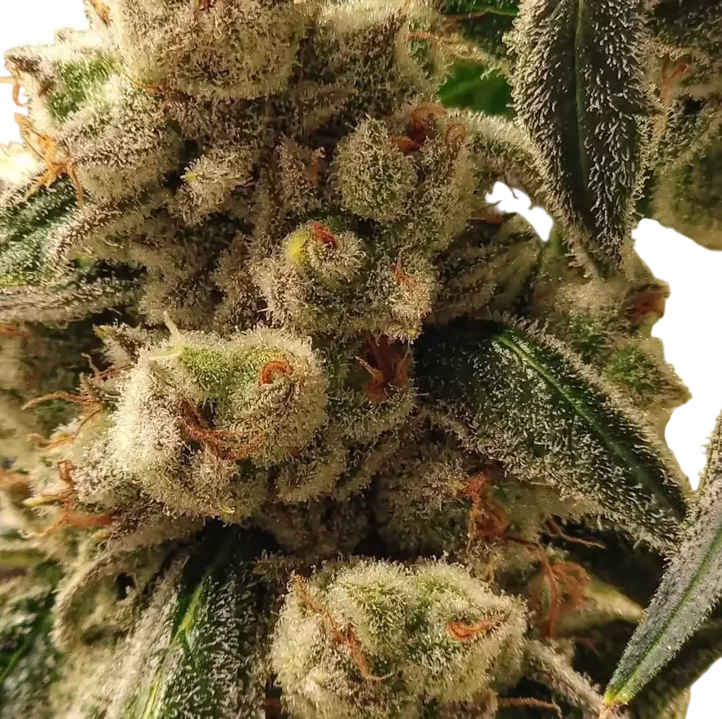 Pluto Cookies IBL Auto | AUTOFEM | Ethos Genetics