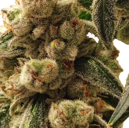 Pluto Cookies IBL Auto
