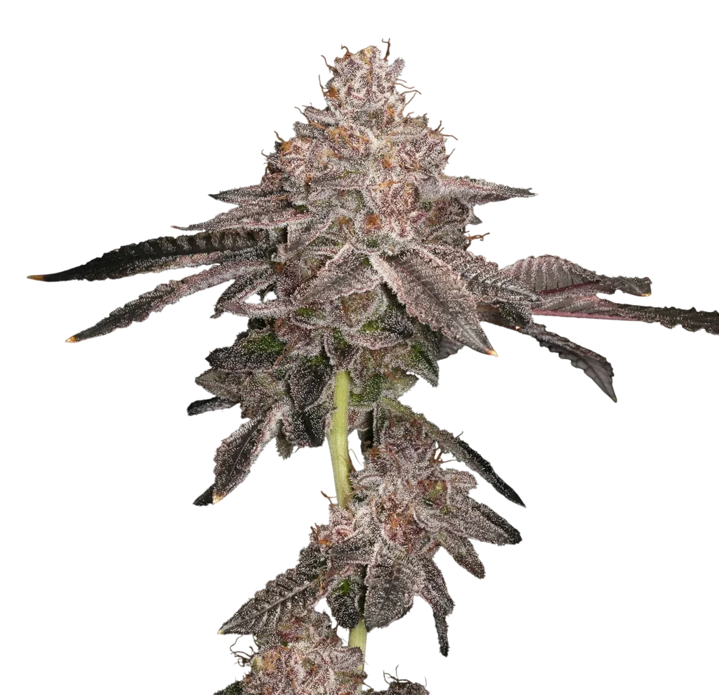 Prism Marker | PHOTOFEM | Elev8 Seeds