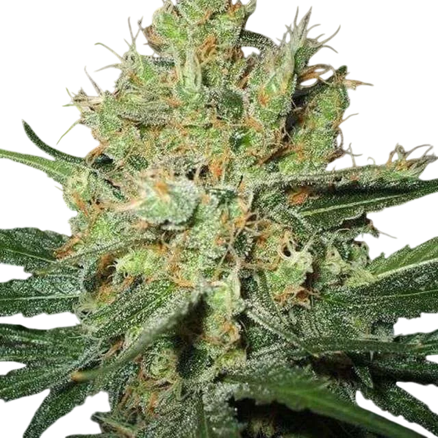 Pure Power Plant | PHOTOFEM | Nirvana Seeds