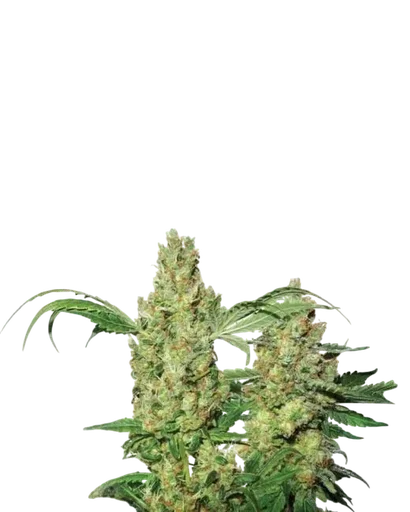 Pure Power Plant Auto