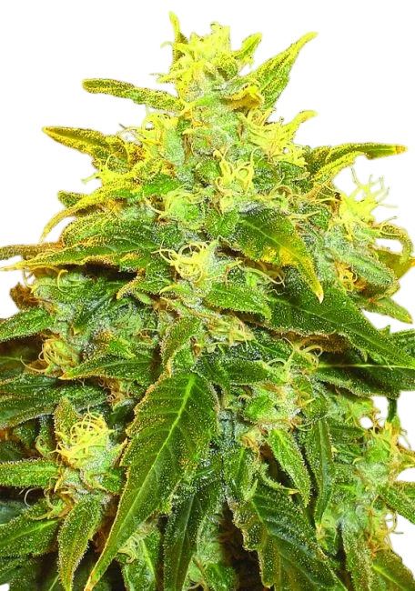 Pure Power Plant – Produktansicht