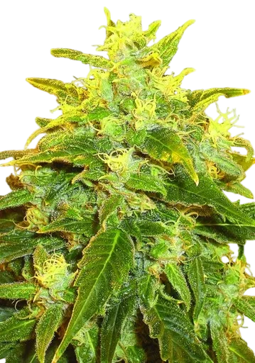 Pure Power Plant