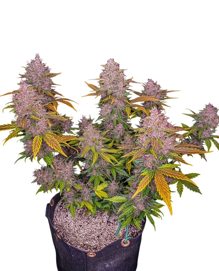 LSD-25 Auto – Produktansicht