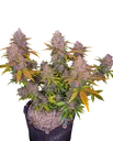 LSD-25 Auto | AUTOFEM | Fast Buds
