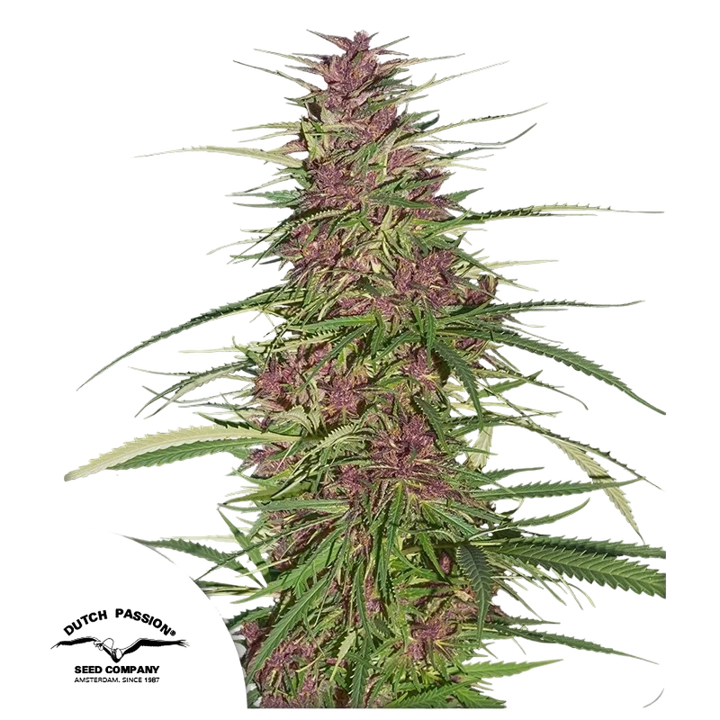 Purple #1 – Produktansicht