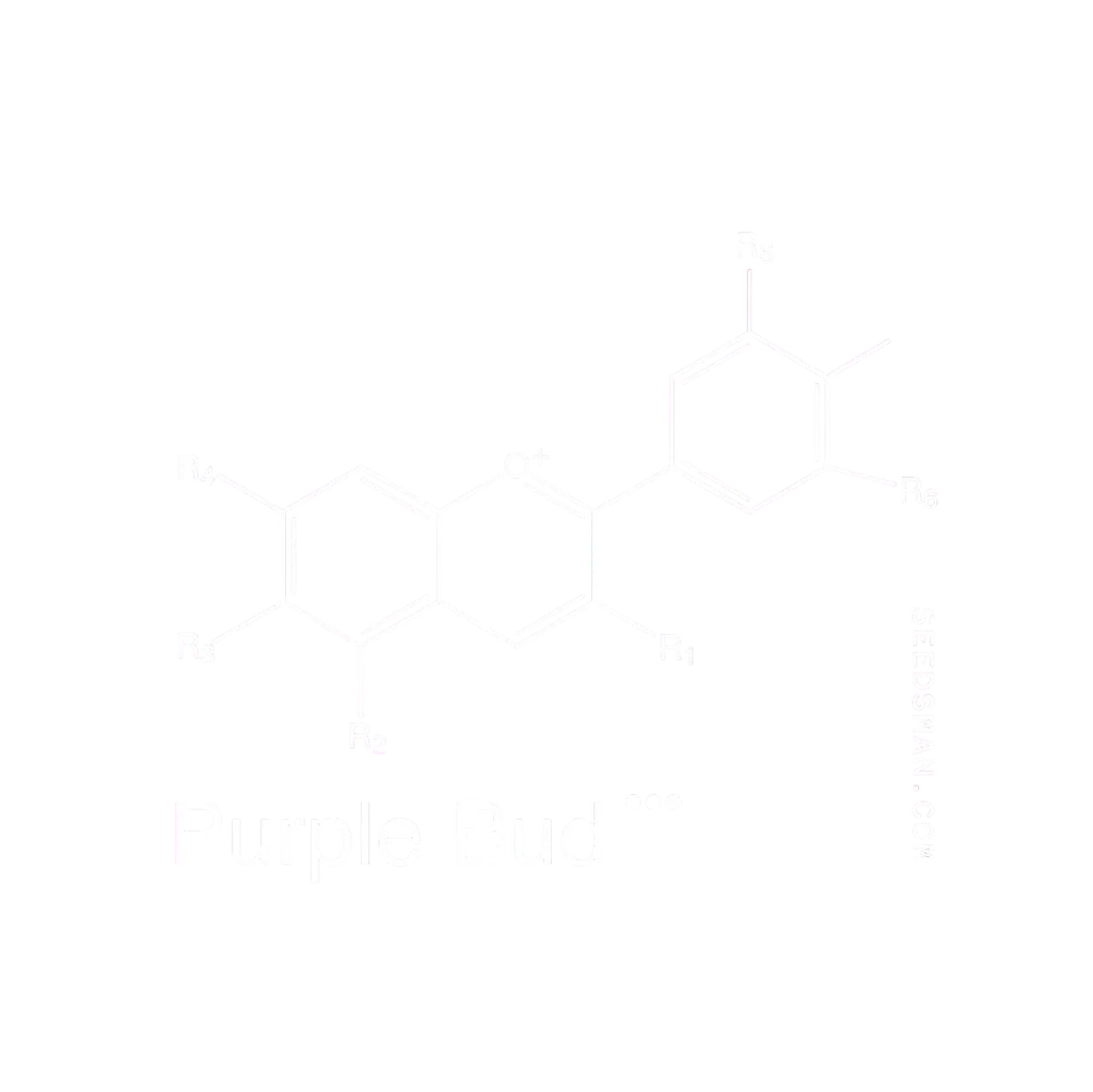 Purple Bud – Produktansicht