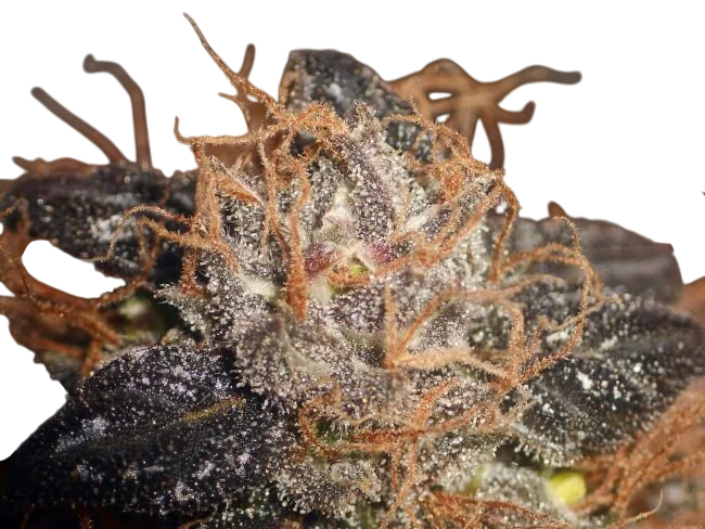 Purple Bud – Produktansicht