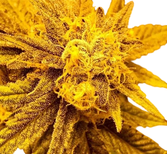 Purple Champagne – Produktansicht