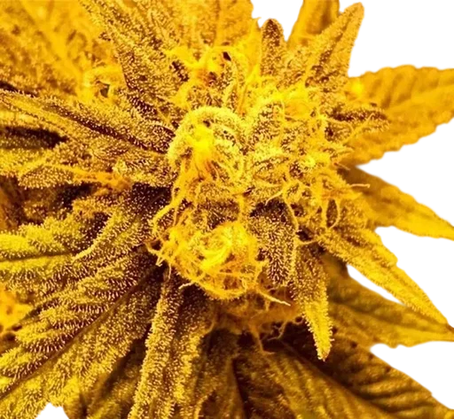 Purple Champagne