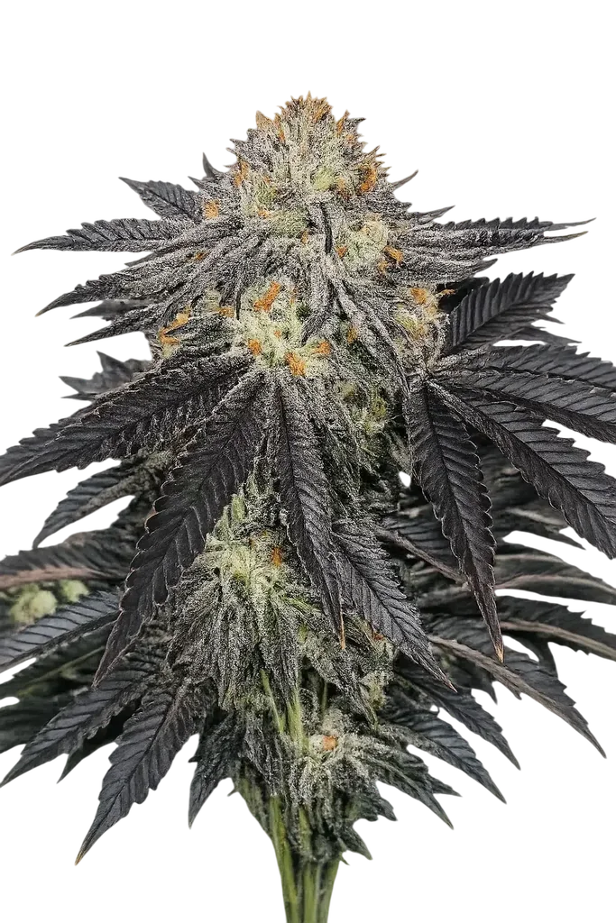 Purple Chem – Produktansicht