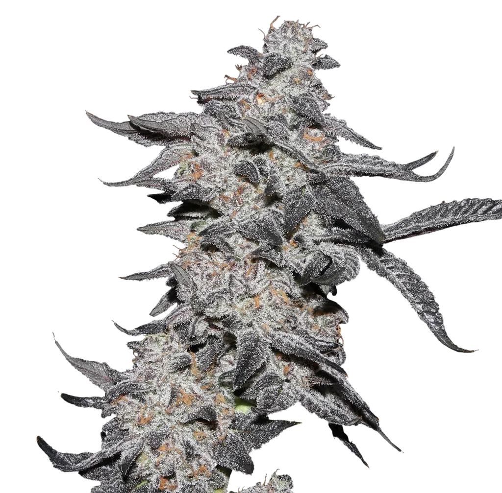 Purple Cherry Popper – Produktansicht
