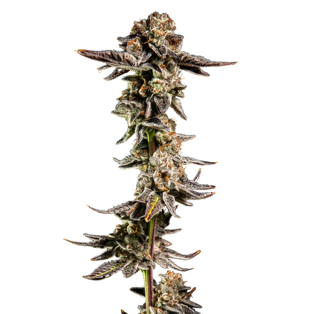 Purple Cherry Ripple | PHOTOFEM | Elev8 Seeds