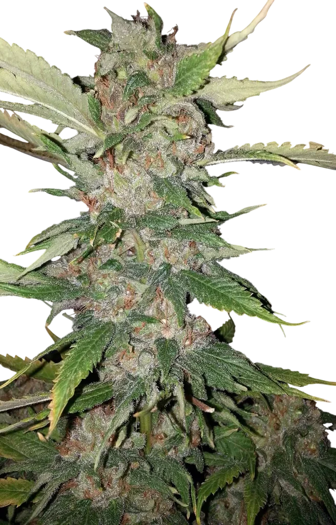 Purple Crack | PHOTOFEM | Cali Connection