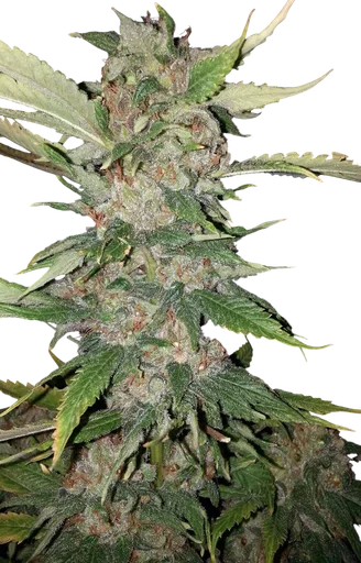 Purple Crack