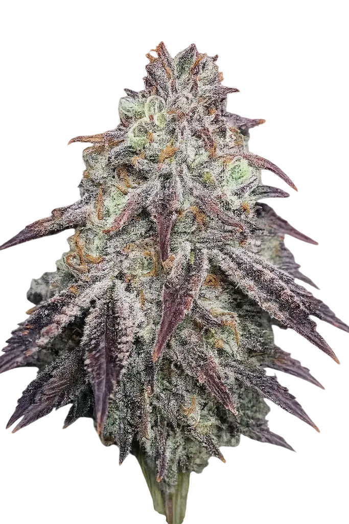 Purple Diesel | PHOTOFEM | Cali Connection