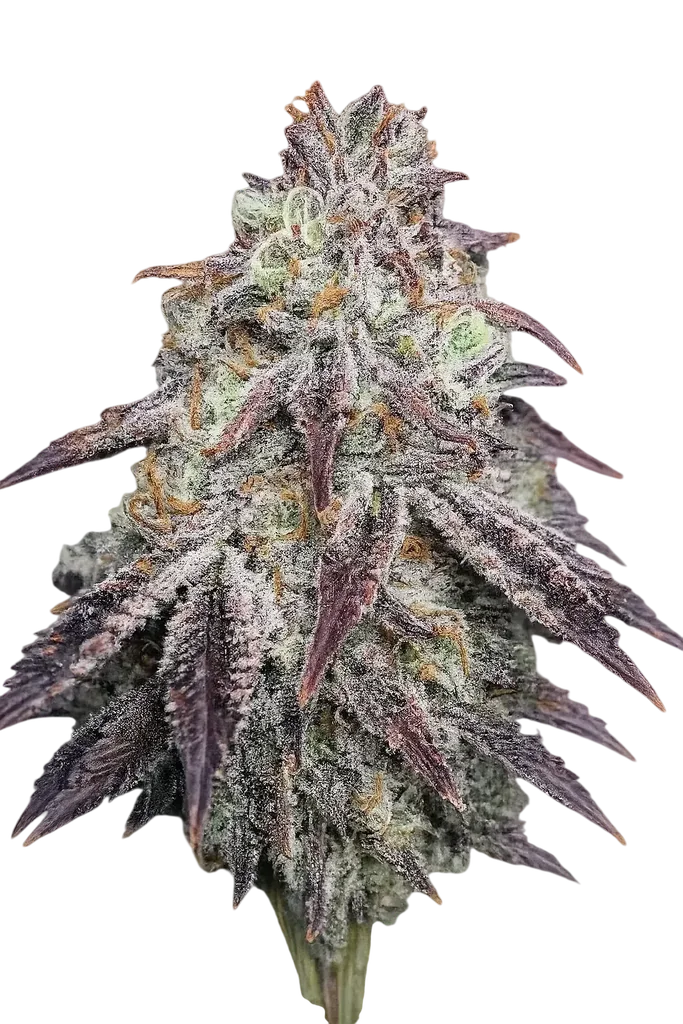 Purple Diesel – Produktansicht