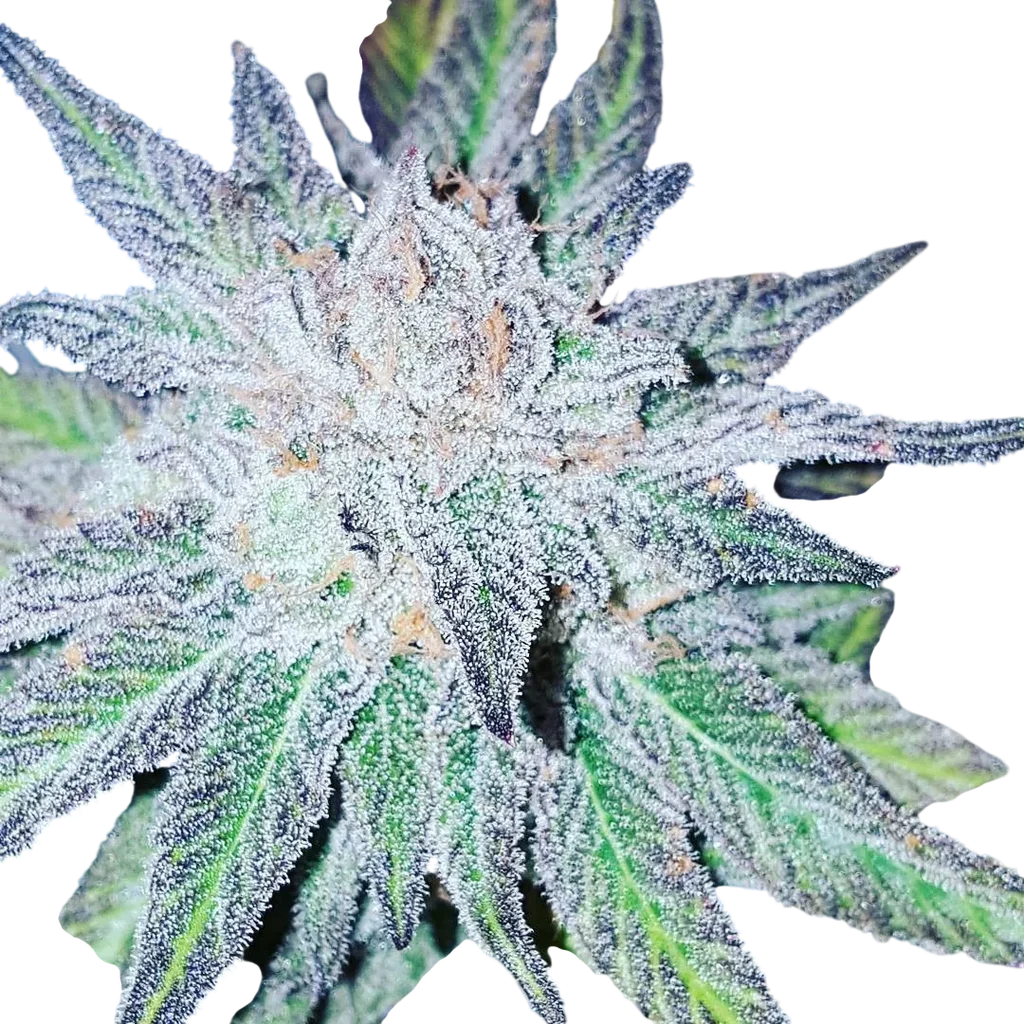 Purple Dream – Produktansicht