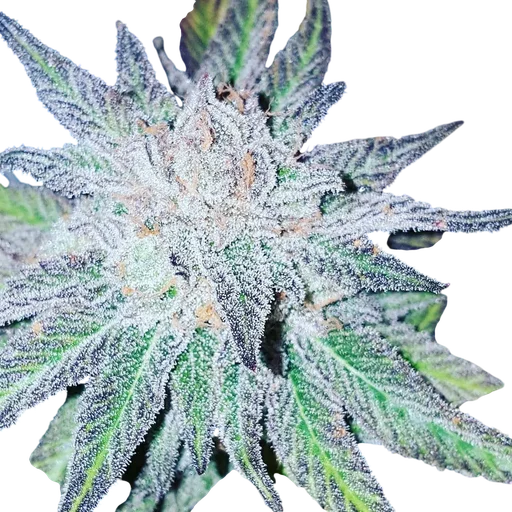 Purple Dream