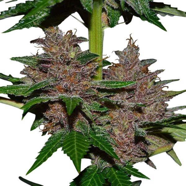 Purple Haze | PHOTOFEM | G13 Labs