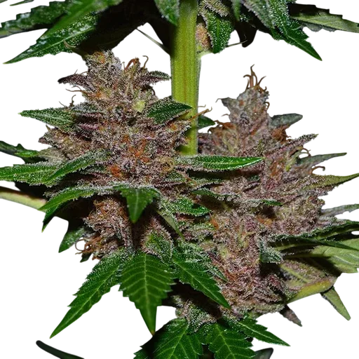 Purple Haze