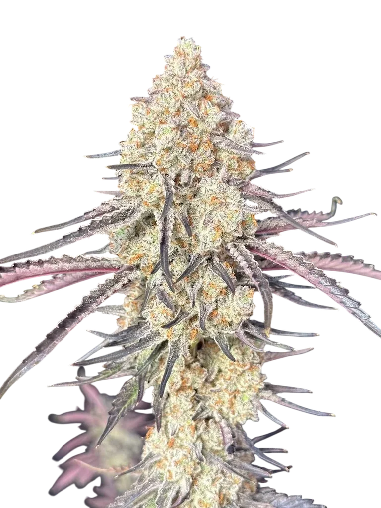 Purple Magnolia – Produktansicht