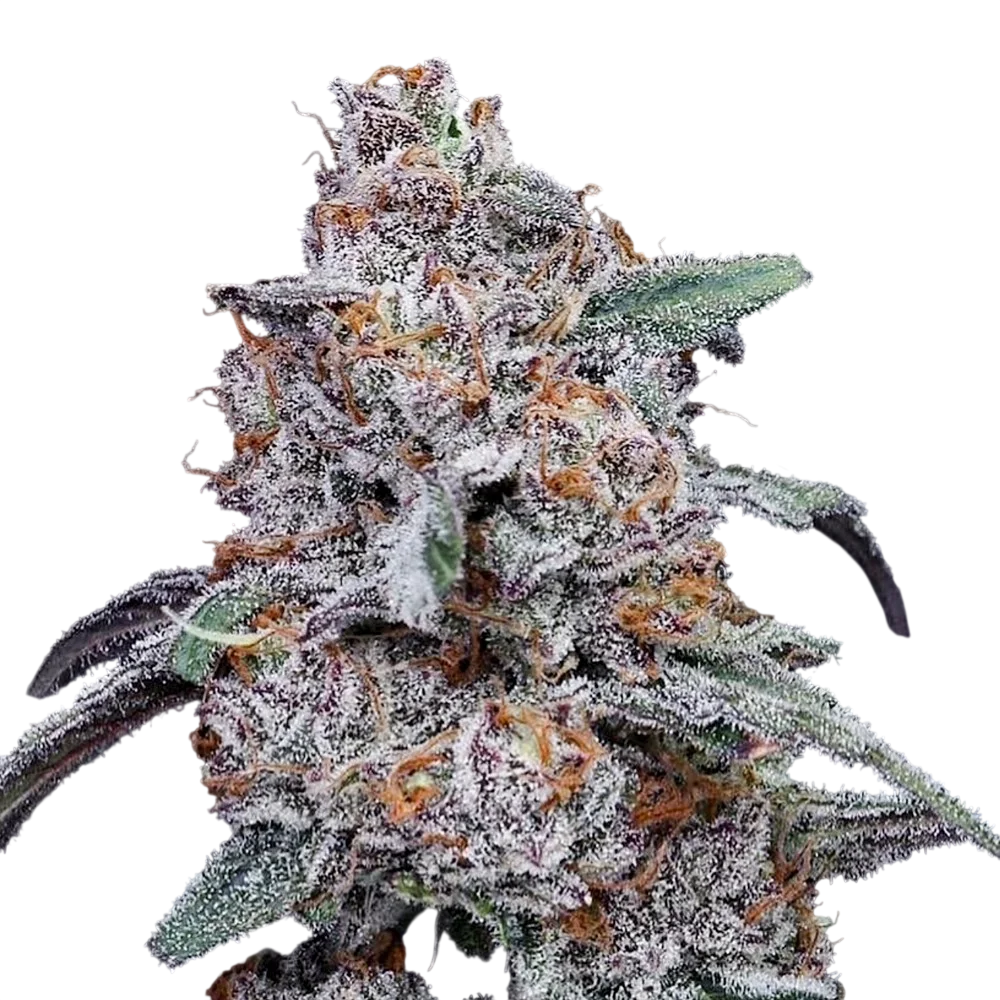 Purple People Eater Auto | AUTOFEM | DNA Genetics