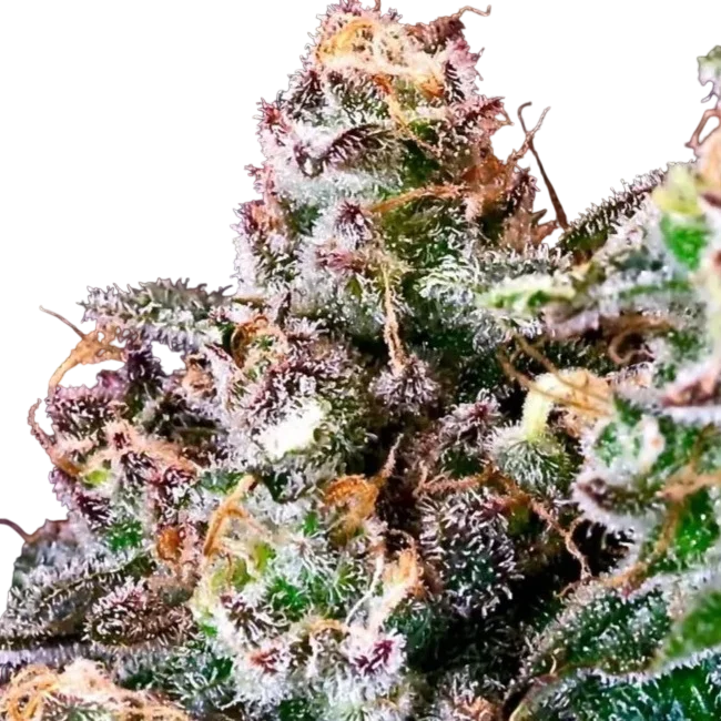 Purple Punch – Produktansicht