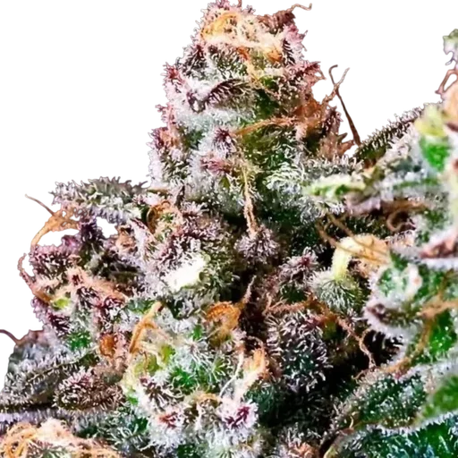 Purple Punch