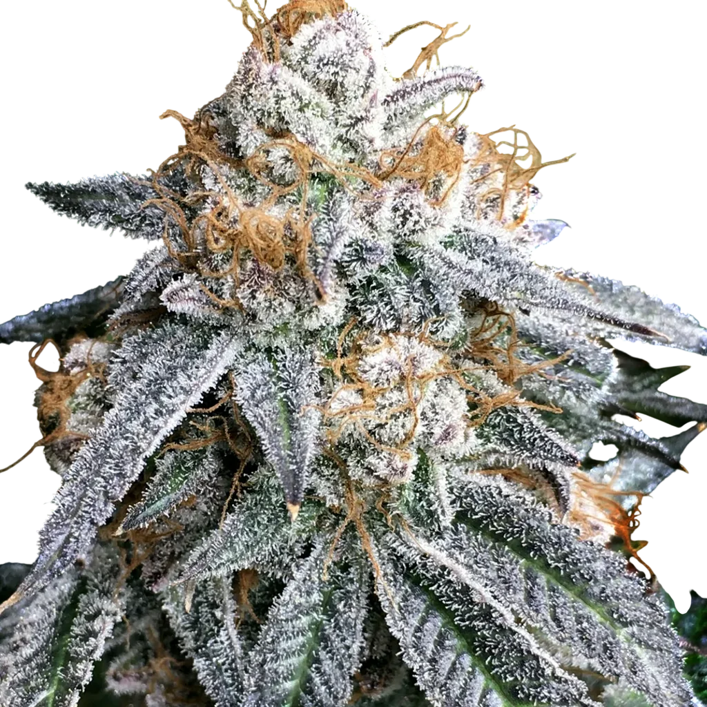 Purple Punch S1 | PHOTOFEM | Elev8 Seeds