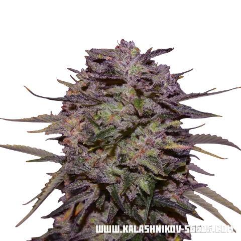 Purple Russian Express