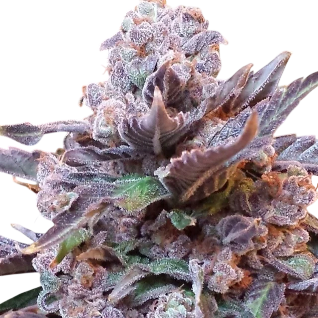 Purple Strawberry Bliss – Produktansicht