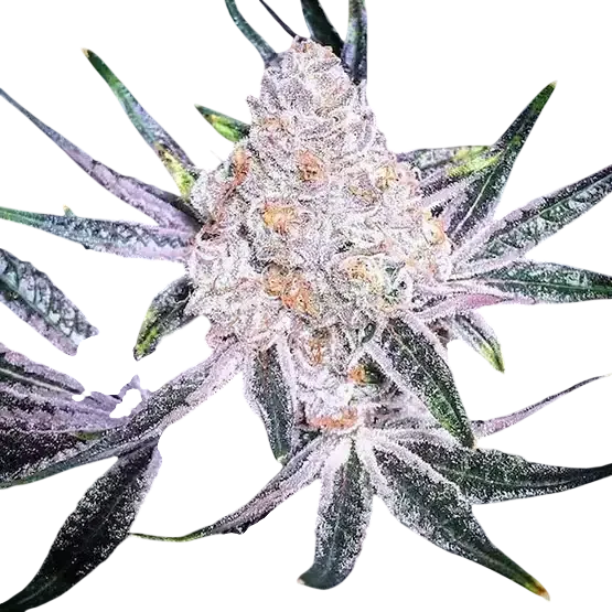 Purple Sunset RBX2 | PHOTOFEM | Ethos Genetics