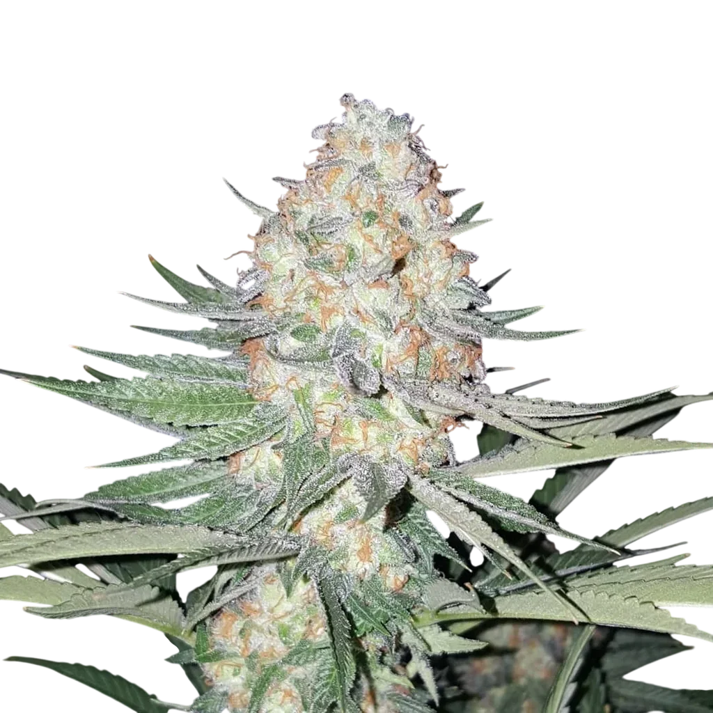 Purple Valley OG – Produktansicht