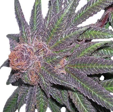 Purple Wreck – Produktansicht